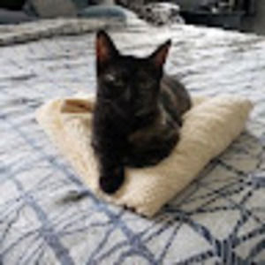 Meet your Posher, Dena